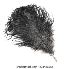 Black Ostrich Feather Isolated On White Stock Photo 203421652 ...