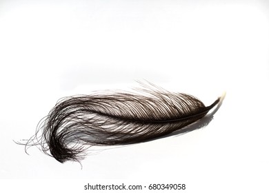 Black Ostrich Feather Isolated On White