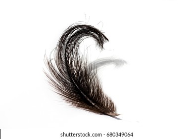 Black Ostrich Feather Isolated On White