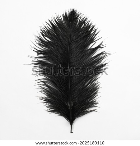 black ostrich feather isolated on white background