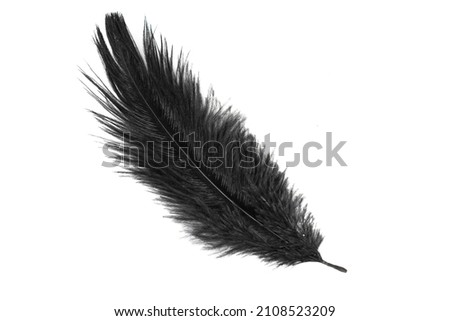 a black ostrich feather on a white isolated background