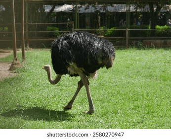 A black ostrich walking around in its enclosure at Ragunan Zoo.