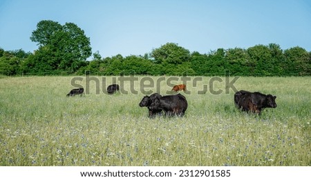 Black oxen, cattle in a wild, natural meadow with summer flowers, cornflowers, grasses against a blue sky