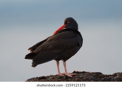 Black Oystercatcher feeding at seaside beach, it is a large, bulky shorebird. Dark overall with thick red bill, staring yellow eye, and thick, light pink legs. - Shutterstock ID 2259121173