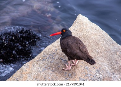 Black Oystercatcher On A Rock In The Harbor