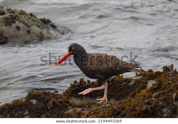 Black\
Oystercatcher, seen in the wild in North\
California