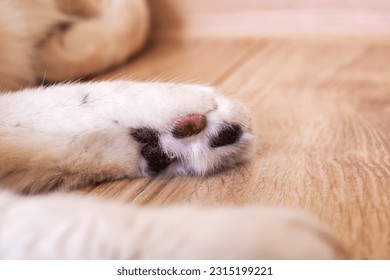 Black pads on the cat's paw close up - Powered by Shutterstock