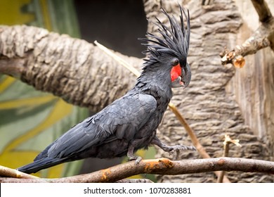 Black Palm Cockatoo Images Stock Photos Vectors Shutterstock