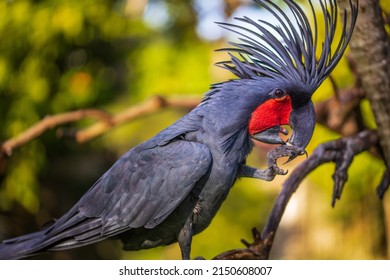 1,104 Black Palm Cockatoo Images, Stock Photos & Vectors | Shutterstock