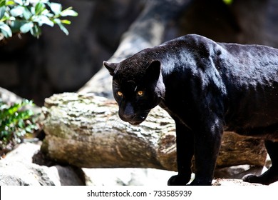black puma animal pictures