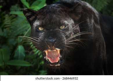  black panther 