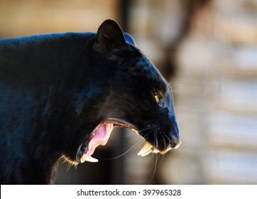black Panther