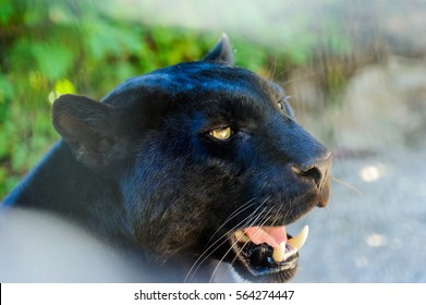 Black Panther