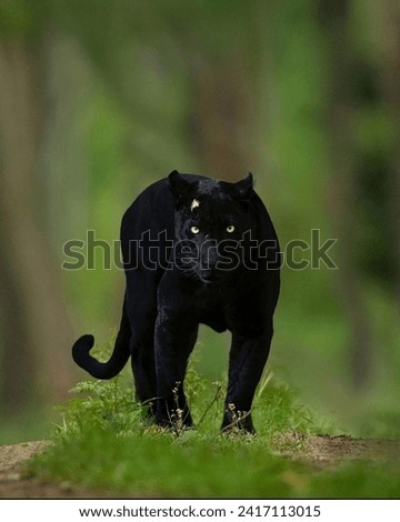 Black Panther Angry Hunting View on Prey with Blurred Background 