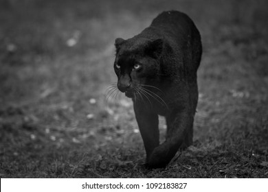 Black Panther Animal