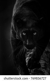 Black Panther animal