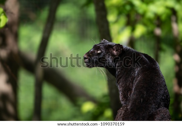 Black Panther Animal