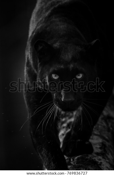 Black Panther\
animal