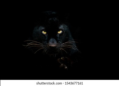 Black panther with a black background - Shutterstock ID 1543677161