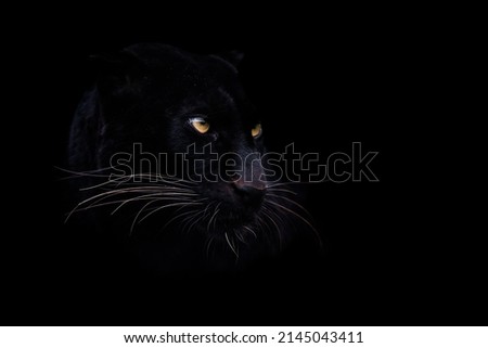 A black panther with a black background