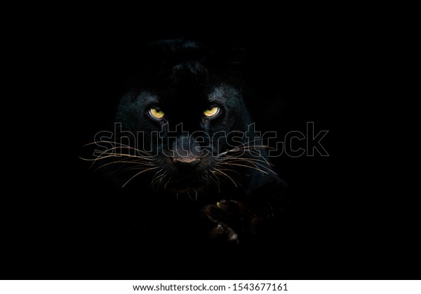 Black panther with a
black background