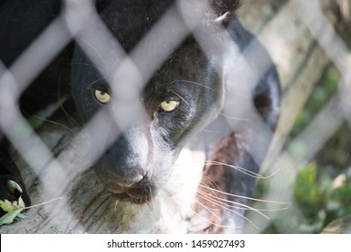 Black Panther In The Cage, 