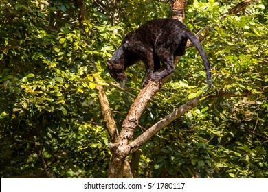 Black Panther Carefully Select His Path To Jump. His Decision Would Never Fail Him...Never!!!