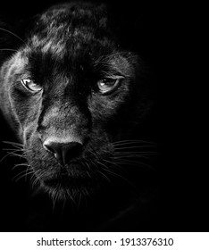 Black Panther Face Black And White 