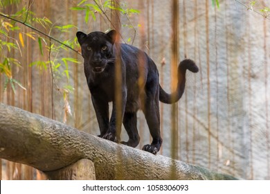 A Black Panther Is The Melanistic Color Variant Of Any Big Cat Species. Black Panthers In Asia And Africa Are Leopards And Those In The Americas Are Black Jaguars.
