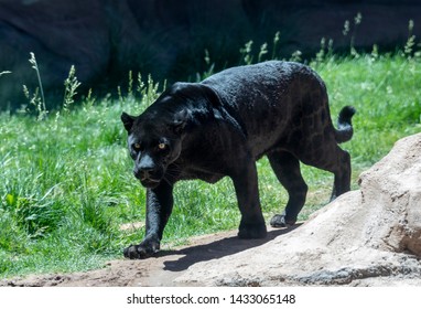 A Black Panther Is The Melanistic Color Variant Of Any Big Cat Species. Black Panthers In Asia And Africa Are Leopards (Panthera Pardus), And Those In The Americas Are Jaguars (Panthera Onca).

