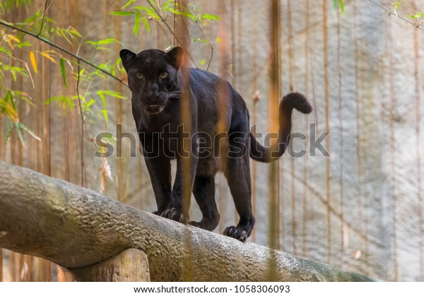 A black panther is the\
melanistic color variant of any big cat species. Black panthers in\
Asia and Africa are leopards and those in the Americas are black\
jaguars.