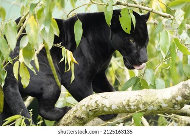 
A black panther is the melanistic colour variant of the leopard (Panthera pardus) and the jaguar (Panthera onca). Amazon forest, Brazil
