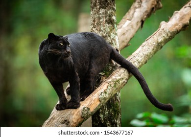 Black Panther On The Tree In The Jungle