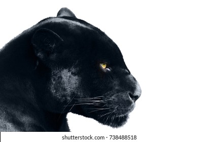 Black Panther On A White Background