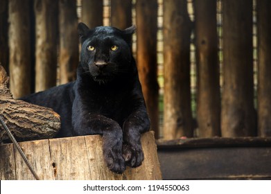 black panther portrait