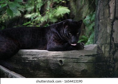 Black Panther Animal Images, Stock Photos & Vectors | Shutterstock