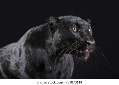 black panther studio shot close up with black background