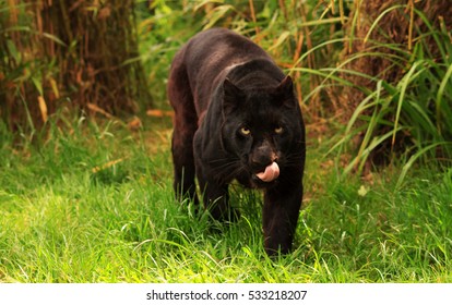 Black Panther Taken At The Wildlife Heritage Foundation, Ashford, Kent, UK/ Stalking/ Taken On July 2014