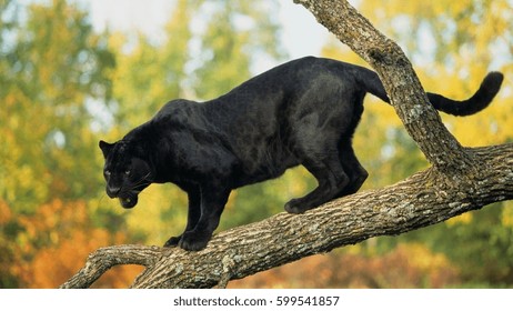 Black Panther Timber Trees Big Cat Predator