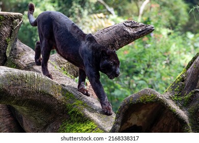 Black Panther Walking On The Big Tree Trunk