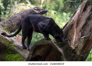 Black Panther Walking On The Big Tree Trunk