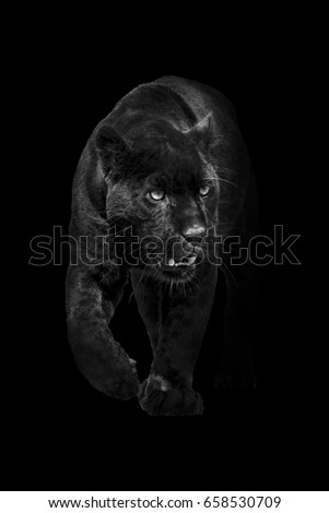 Black Panther Walking Out Dark Into Stock Photo Edit Now 658530709
