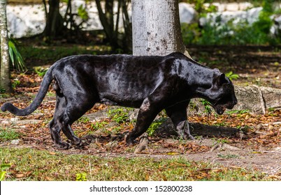 1,618 Black Panther Cub Images, Stock Photos & Vectors | Shutterstock