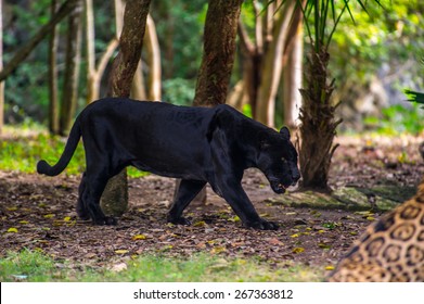 Black Panther Walks Through The Jungle