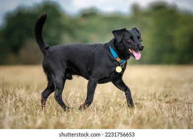 Black Patterdale Cross Border Terrier walking from left to right and a tag that can be named whitespace