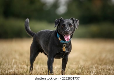 Black Patterdale Cross Border Terrier looking directly at the camera with his tongue out and a tag that can be named whitespace