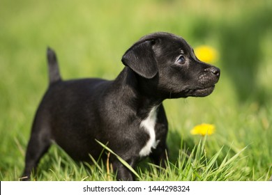 patterdale terrier puppy