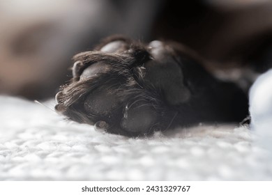 Black paw pads of a dog, claws,  toe beans, sleeping dog - Powered by Shutterstock