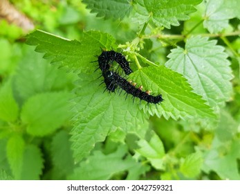 Black Peacock-eye butterfly caterpillars (Aglais io, formerly Inachis io) close-up sitting on nettles