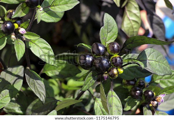 Black Pearl Chilli Plant Stock Photo Edit Now 1175146795